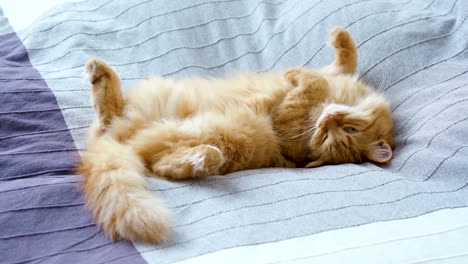 cute ginger cat lying belly up in bed on grey blanket, fluffy pet is going to sleep. cozy home background