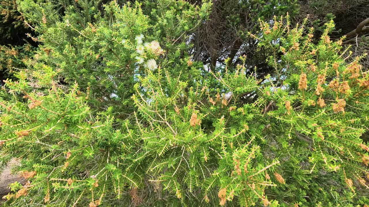 A dense coastal shrub with yellow and white flowers sways in strong wind under natural daylight. Static camera captures subtle plant movement
