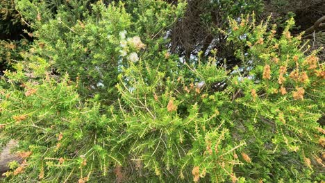 a dense coastal shrub with yellow and white flowers sways in strong wind under natural daylight. static camera captures subtle plant movement