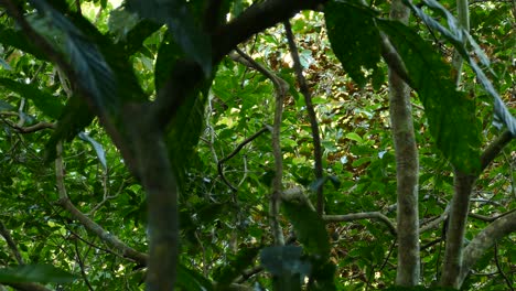 Exotic-birds-flying-and-moving-around-through-tree-branches,-in-a-Panama-tropical-forest