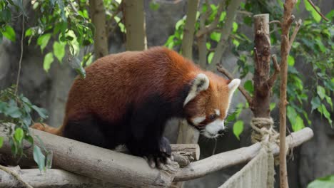 red panda in the forest