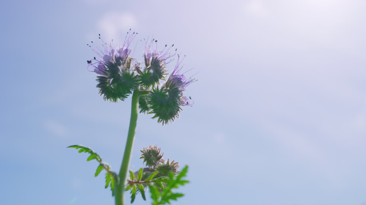 화창한 날 바람에 흔들리는 탠시 파셀리아 꽃, 클로즈업
