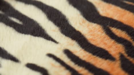 tiger fur fabric close-up. animal print background, striped wool textile. symbol of year 2022. handmade, fashion design and tailoring concept