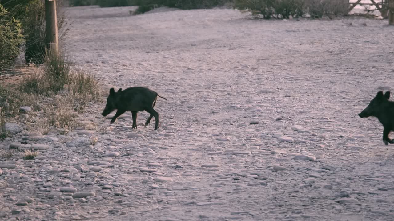 주린 야생 돼지들이 그들의 정착지로 왔습니다.