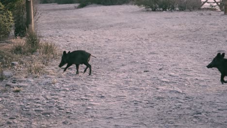 los jabalíes hambrientos llegaron a sus asentamientos.