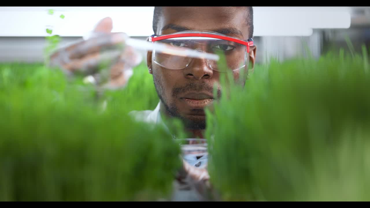 científico que examina los microgreens en un entorno de laboratorio