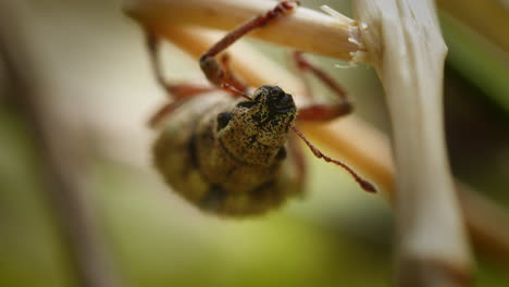 Macro frontal shot of Nut Leaf Weevil hanging upside down