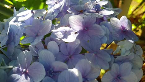 blaue hortensienblüten in blüte, auch bekannt als weihnachtsblumen mit einer wunderschönen grünen gartenkulisse in zeitlupe