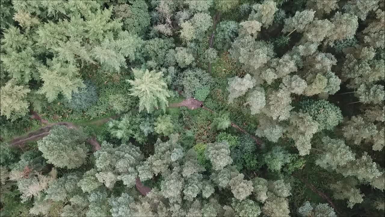 un dron volando alrededor de uno de los miles de bosques del reino unido