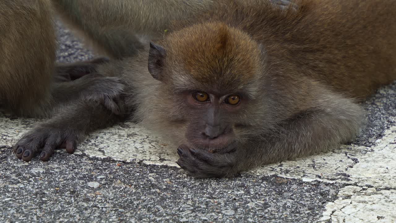 A long-tailed macaque (macaca fascicularis) resting flat on the ground, nibbling on food while gazing intently ahead.