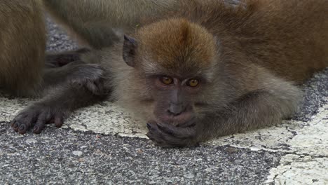 a long-tailed macaque (macaca fascicularis) resting flat on the ground, nibbling on food while gazing intently ahead.