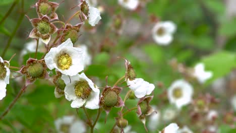 abeja de miel occidental recoge polen de flores silvestres