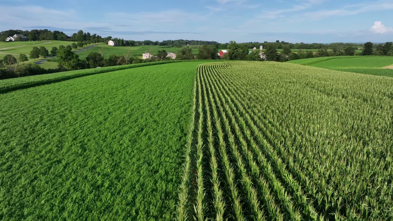 Sorvolo aereo di un campo di mais e un campo di grano in una giornata di sole in un sobborgo americano. Campagna americana su colline con case sullo sfondo. Inquadratura ampia. Fattorie in un paesaggio idilliaco