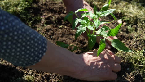 trabajando en el jardín, plantando tomates.