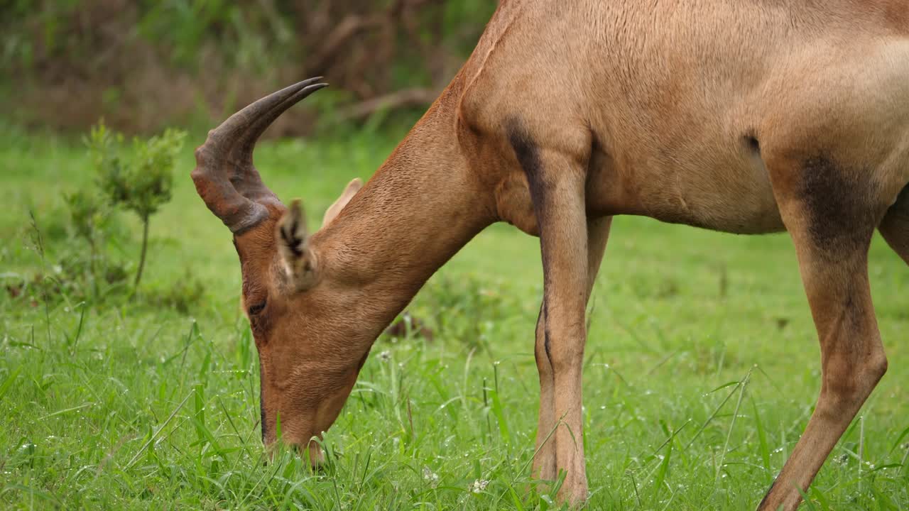 самец красного хартебиста ест сочную зеленую траву, мокрую после сильного африканского дождя