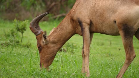 male red hartebeest eats lush green grass, wet after heavy africa rain