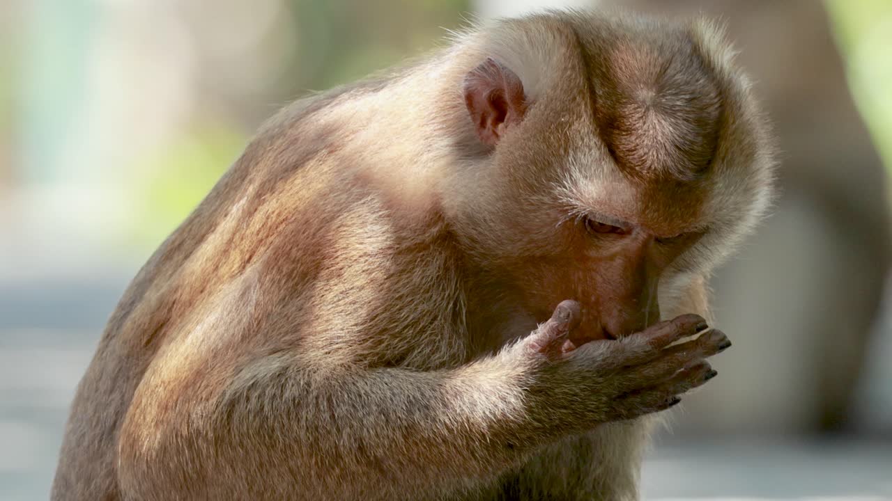 A southern pig-tailed macaque explores and drinks from a water bottle in a forested area of Phuket, Thailand