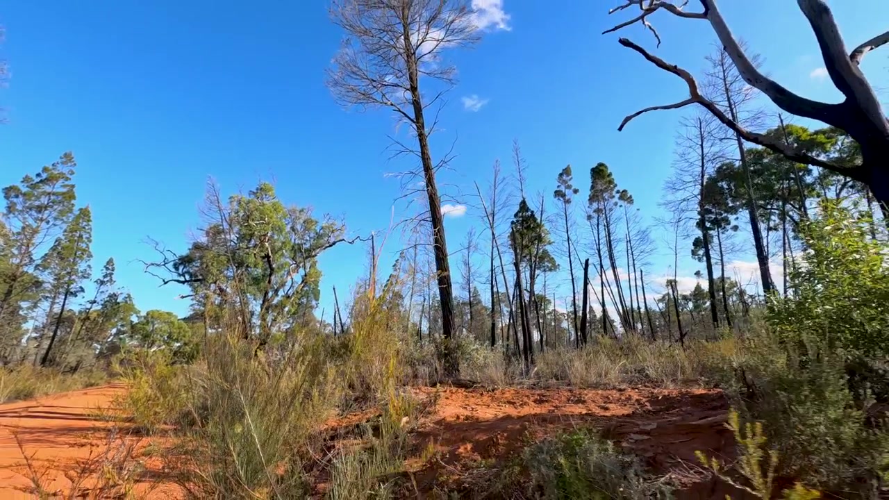 Low angle tracking shot along a red dirt road through Australian eucalyptus forest and scrub.