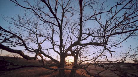 La-Luz-Del-Sol-Del-Atardecer-A-Través-De-Un-árbol-Desnudo-Simétrico-En-El-Frío-Atardecer-Invernal-En-El-Parque-Nacional-Veluwe-Países-Bajos,-Inclínate-Hacia-Abajo