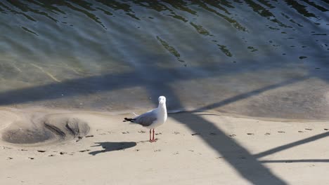 seagull on sandy riverbank with moving shadows