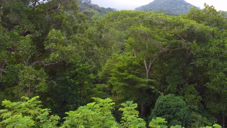 volando sobre el denso dosel de la selva con montañas en el fondo