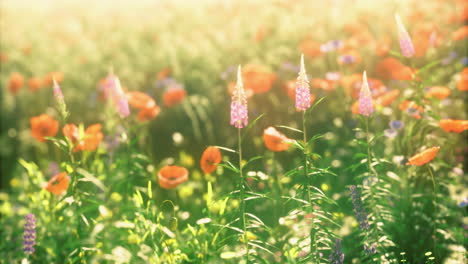vibrant wildflower field blooming with colors during a sunny afternoon