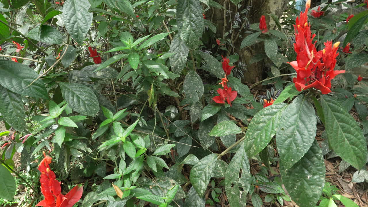 Una Justicia brandegeeana in fiore tra un denso fogliame verde.