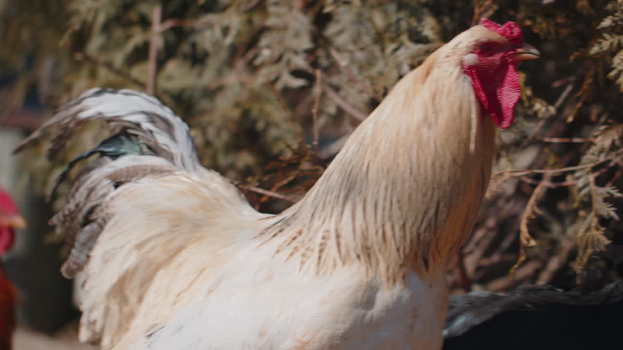 Freerange one white domestic rooster chicken on a small rural eco farm hen looking at camera