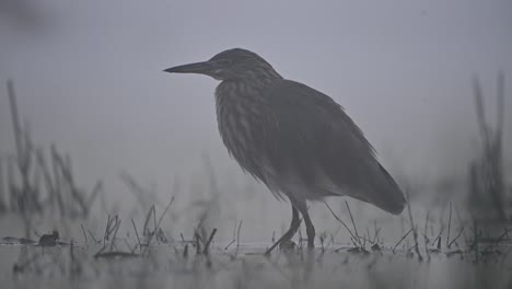 Garza-De-Estanque-Indio-En-La-Mañana-Brumosa