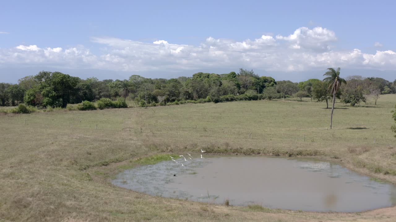 숲 한가운데 호수 위를 나는 새들