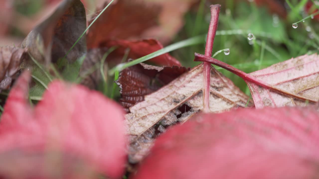 매크로 나뭇잎과 풀 위로 이동