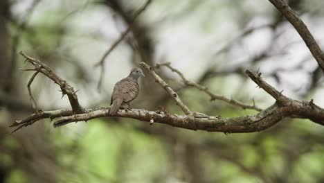 zebra dove perched on dry mesquite tree branch with small thorn spikes