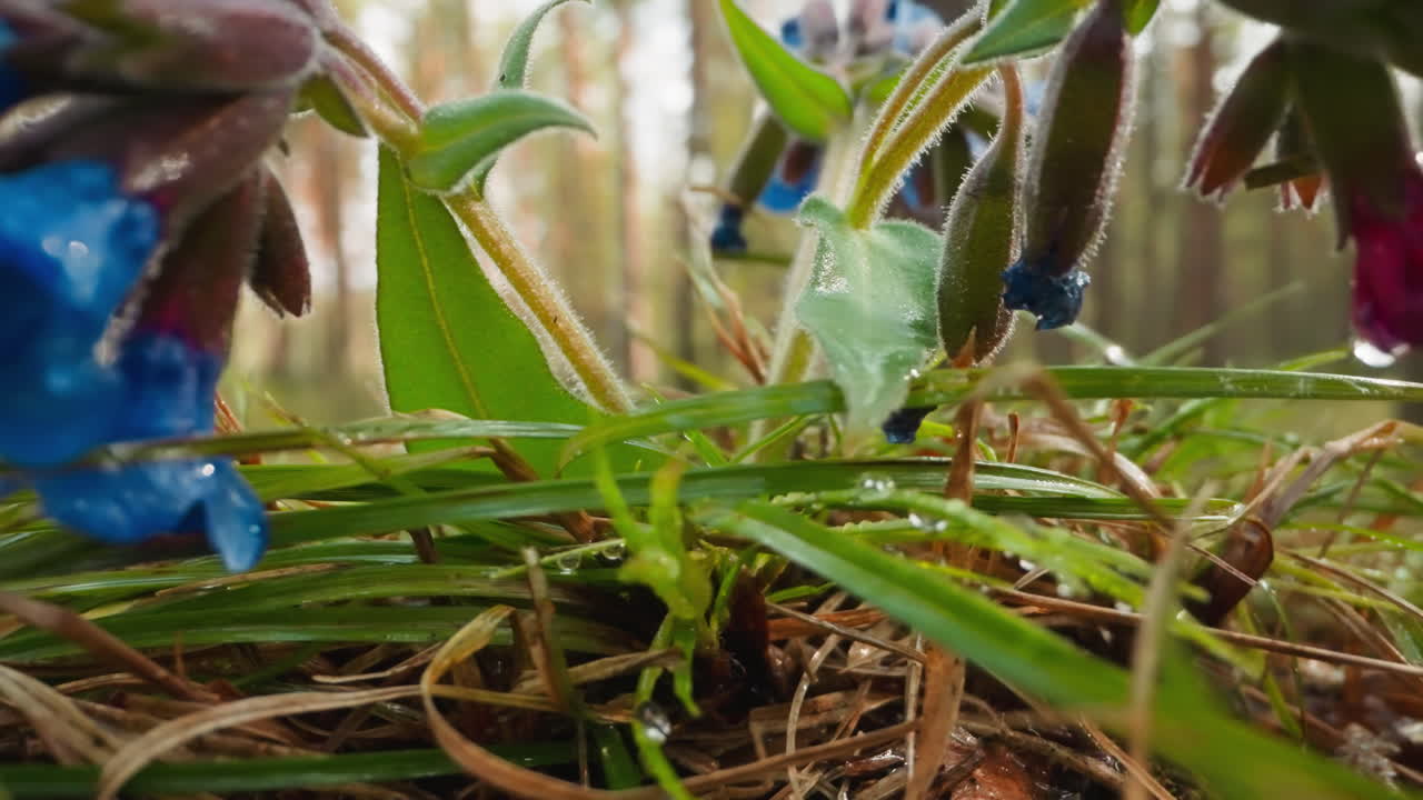 hermosas flores con pétalos azules y púrpuras crecen en el bosque
