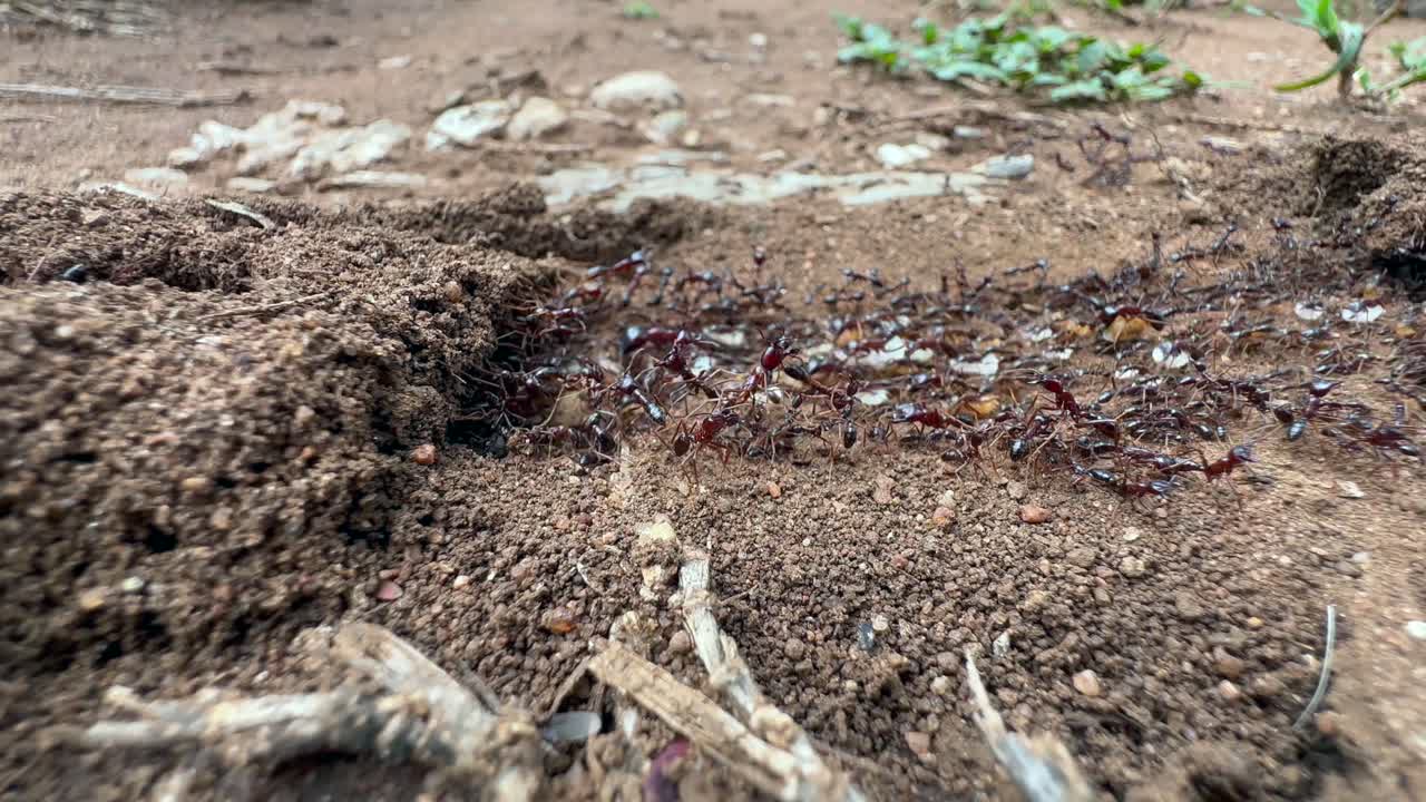 Close-up shot of secured ant trail in Serengeti National Park in Tanzania.