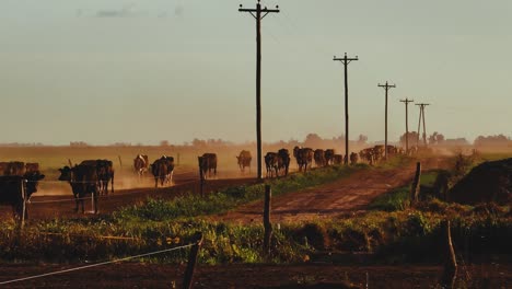 Ganado-Caminando-En-Una-Hermosa-Puesta-De-Sol,-Paisaje-Argentino-En-El-Fondo