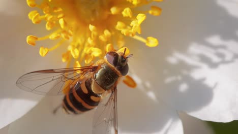 Schwebfliegen,-Blumenfliegen-Oder-Schwebfliegen,-Insektenfamilie-Syrphidae.-Sie-Tarnen-Sich-Als-Gefährliche-Insekten-Wespen-Und-Bienen.-Die-Erwachsenen-Tiere-Vieler-Arten-Ernähren-Sich-Hauptsächlich-Von-Nektar-Und-Pollenblüten.