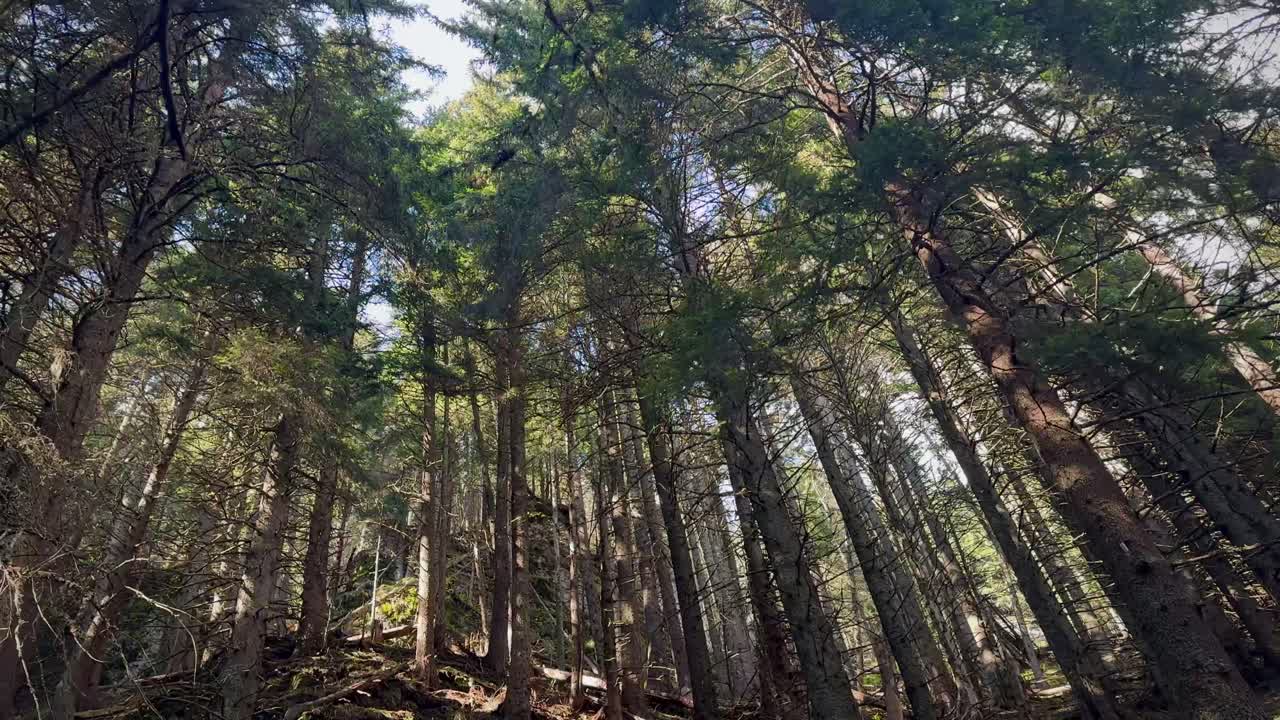 Forest descent from Ceahlau Mountain, sunlight through trees