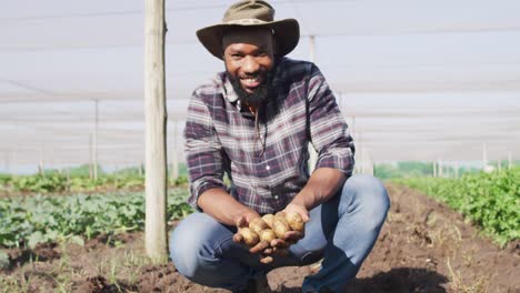 video de un feliz hombre afroamericano sosteniendo patatas en un invernadero