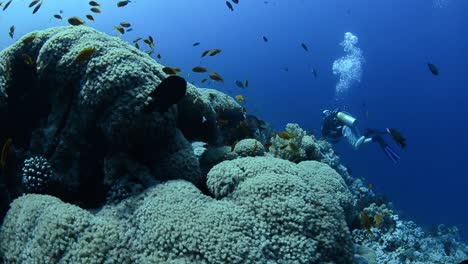alone scuba diver dives a reef in the red sea