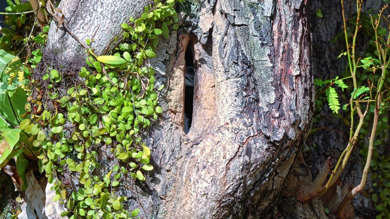 Oriental Pied Hornbill Nestled Within A Tree Cavity. Close-up Shot