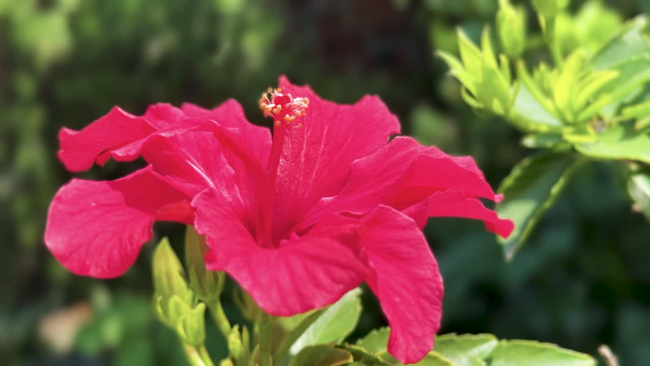 Red Hibiscus flower in the garden