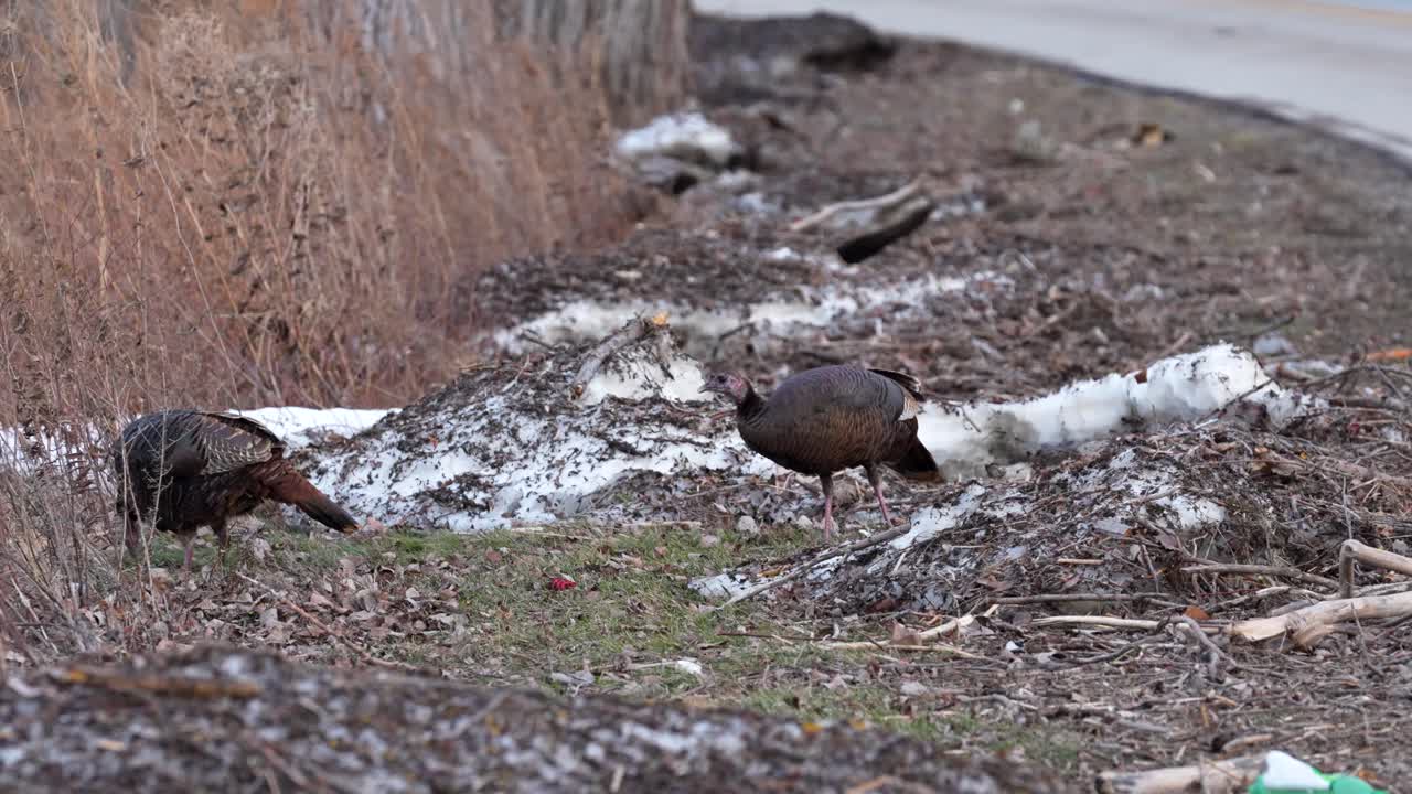 칠면조의 와이드 샷입니다. 음식을 찾고