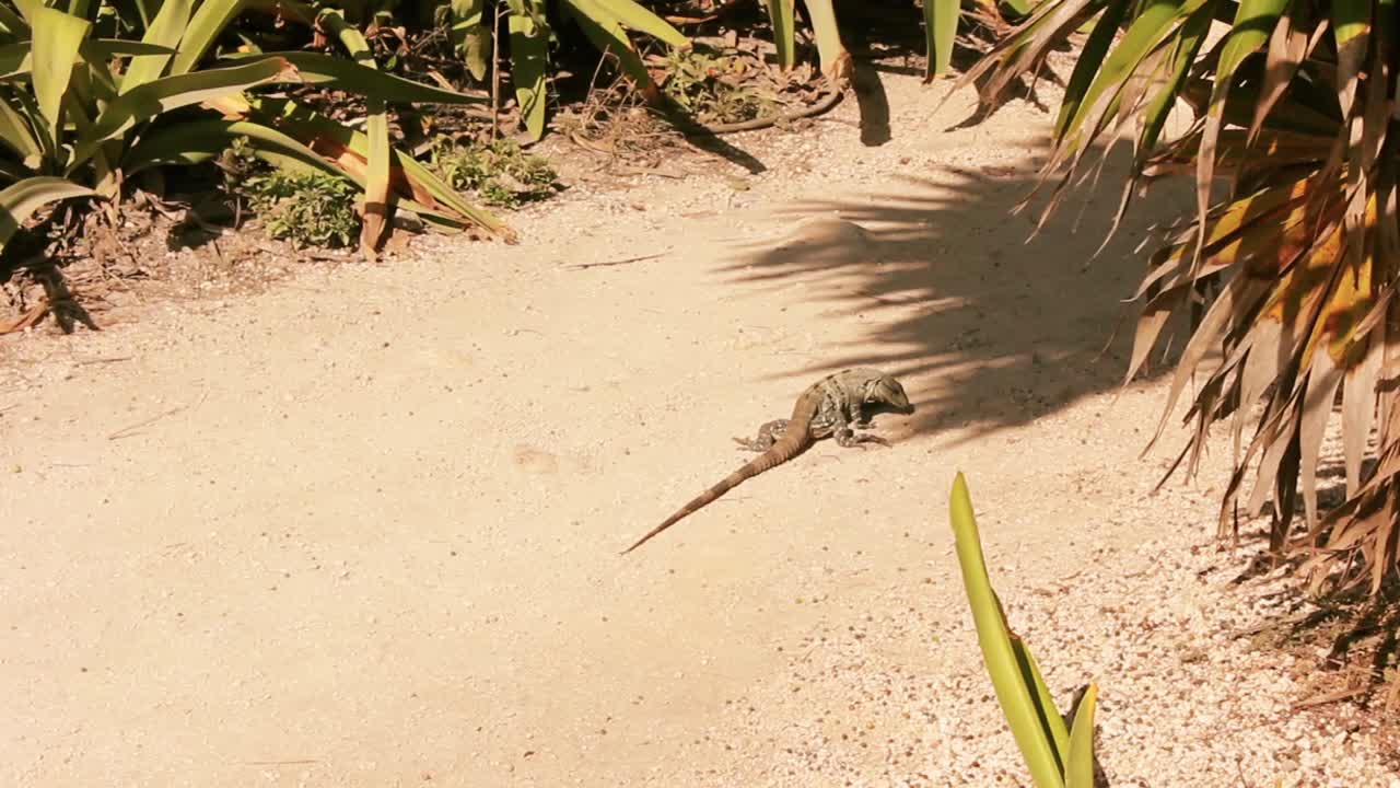 Wild Iguana Walks on a Sandy Path Through Tropical Plants