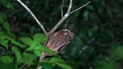 tawny frogmouth resting on tree branches at night. close-up shot