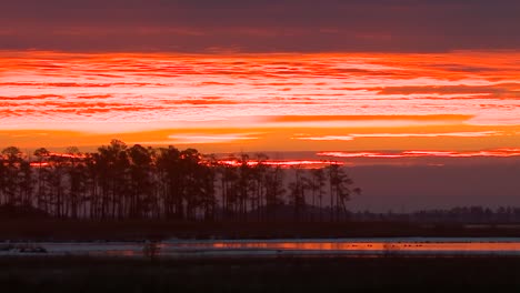 Silhouetten-Von-Bäumen-Bei-Sonnenuntergang-02