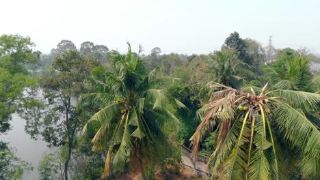 Vista-Superior-El-Viento-Sacude-Altas-Palmeras-Tropicales-Junto-Al-Lago-En-La-Ciudad