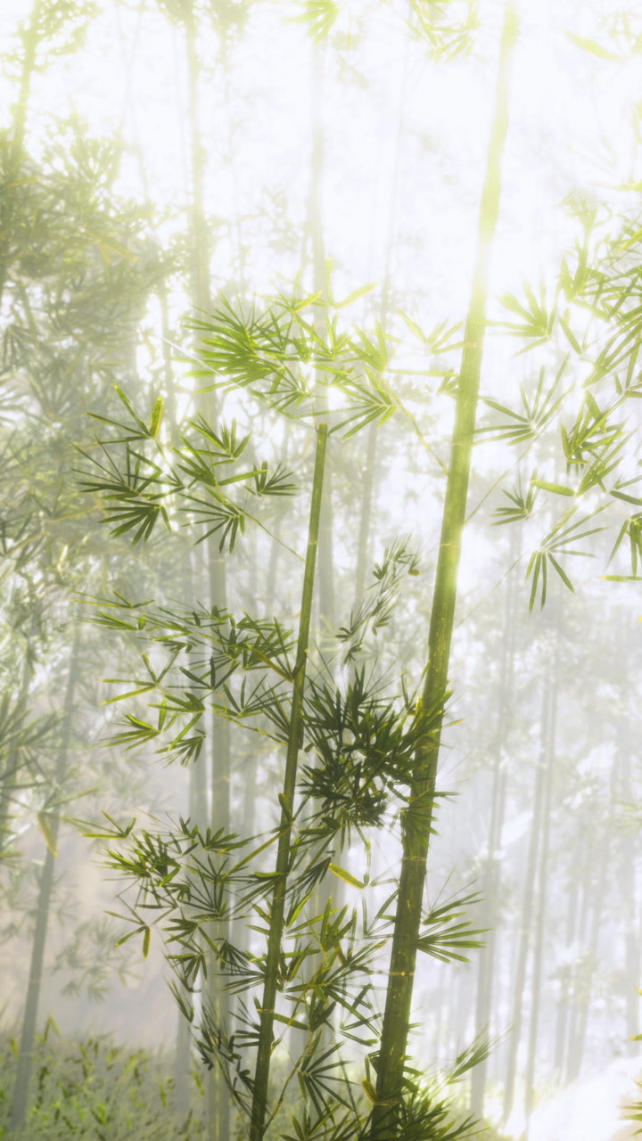 Gentle bamboo sways in the tranquil mist of an early morning grove