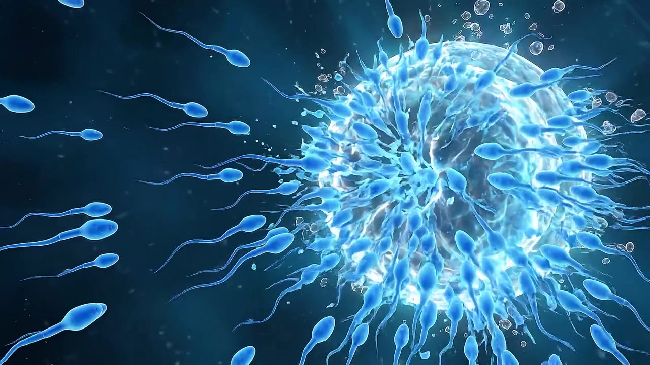 3D Animation of Sperm Cells Fertilizing an Egg Cell