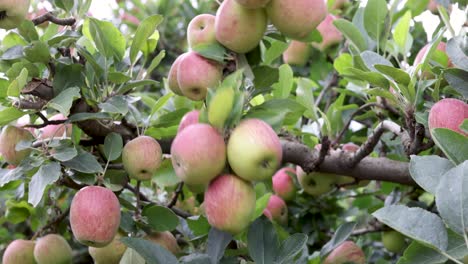 manos de granjero revisando manzanas en un huerto de frutas