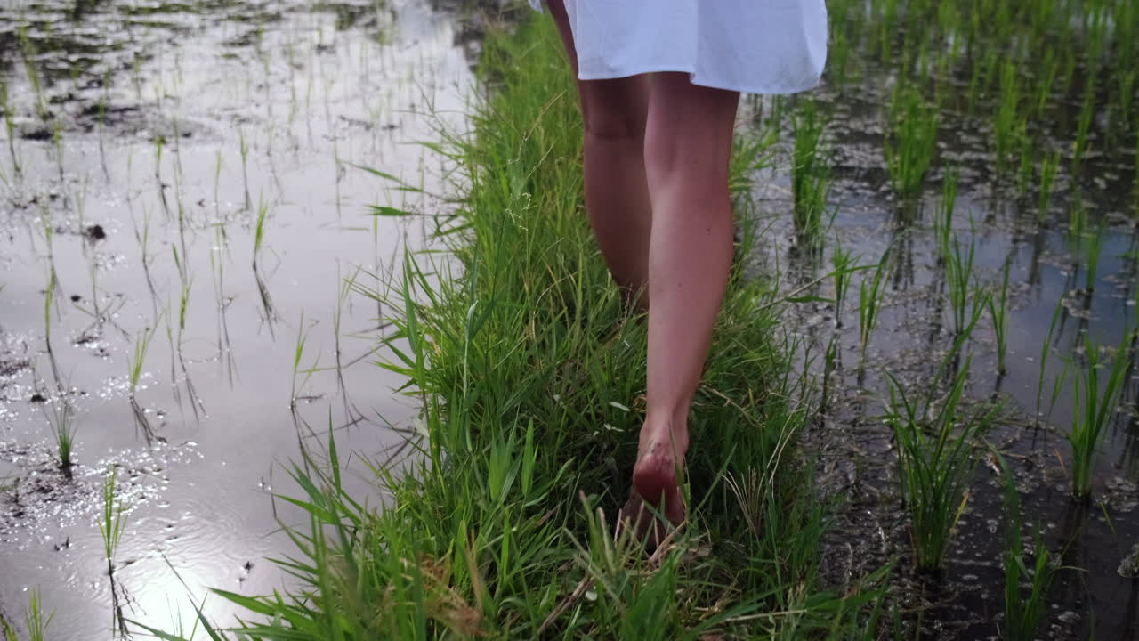 Woman Walking Barefoot Through a Rice Paddy